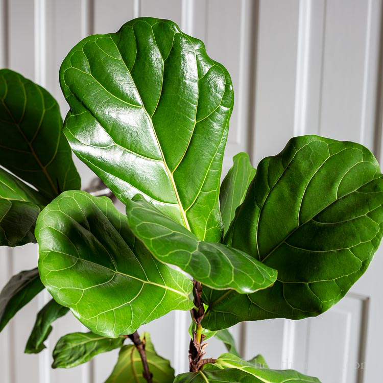 Closer-view-of-leaves-of-Fiddle-leaf-fig