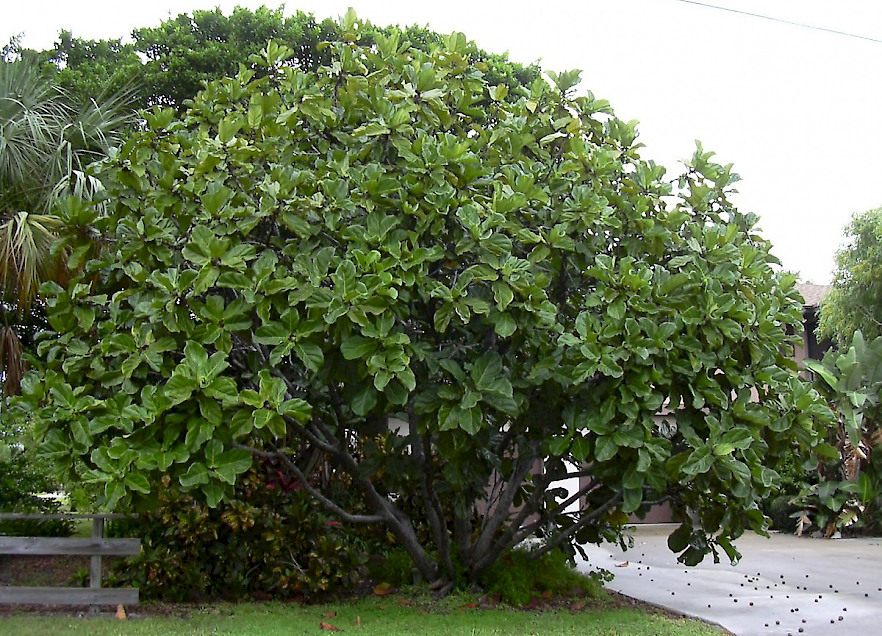 Fiddle-leaf-fig-Tree
