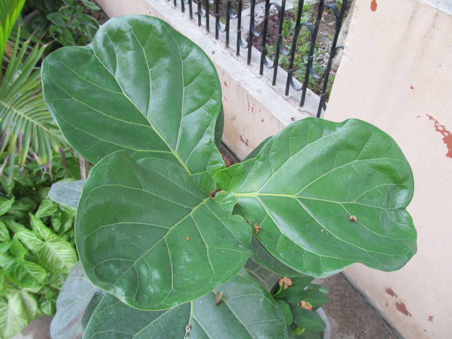 Leaves-of-Fiddle-leaf-fig