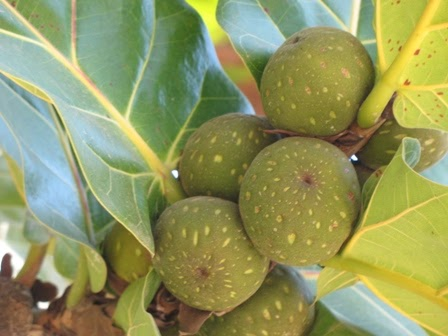 Mature-fruits-of-Fiddle-leaf-fig