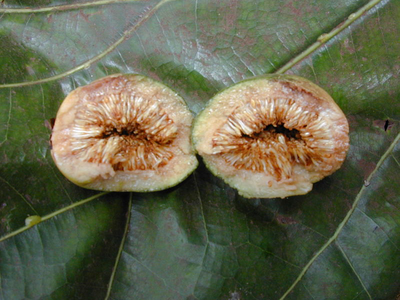 Seeds-of-Fiddle-leaf-fig