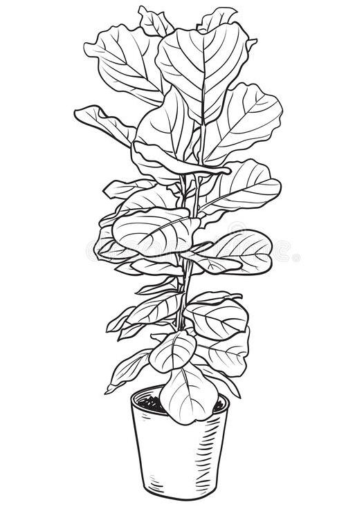 Sketch-of-Fiddle-leaf-fig