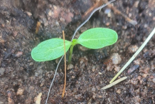 Fiddle-leaf-fig-sapling