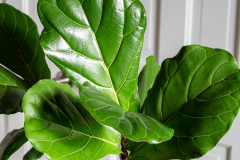 Closer-view-of-leaves-of-Fiddle-leaf-fig
