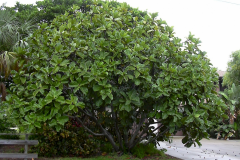 Fiddle-leaf-fig-Tree