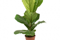 Fiddle-leaf-fig-plant-grown-in-pot