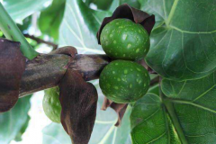 Immature-fruits-of-Fiddle-leaf-fig