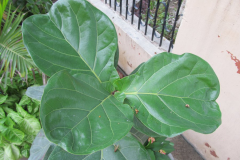 Leaves-of-Fiddle-leaf-fig