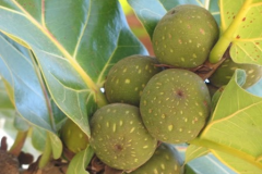 Mature-fruits-of-Fiddle-leaf-fig