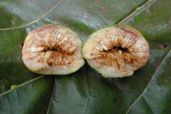 Seeds-of-Fiddle-leaf-fig