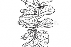 Sketch-of-Fiddle-leaf-fig