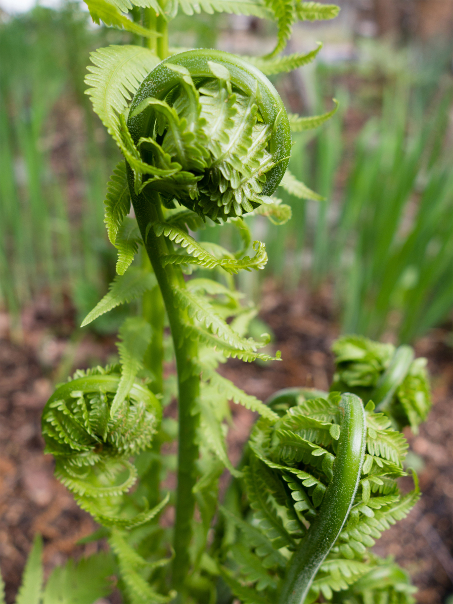 Fiddlehead fern Facts, Health Benefits & Nutritional Value