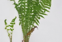 Fiddlehead-fern-plant