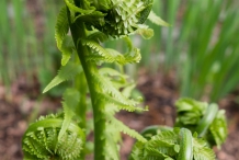 Fiddlehead-fern
