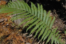 Leaves-of-Fiddlehead-fern