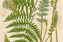 Plant-illustration-of-Fiddlhead-fern