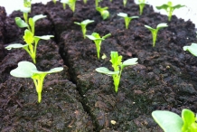 Seedlings-of-Fiddlehead-fern