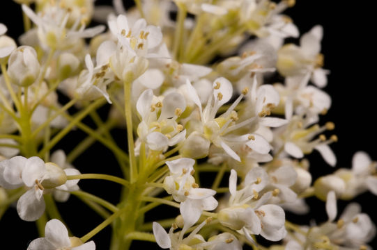 Closer-view-of-Field-penny-cress-flower