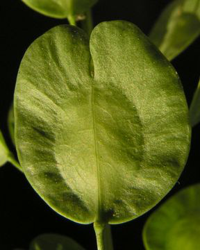Closer-view-of-unripe-fruit-of-Field-penny-cress