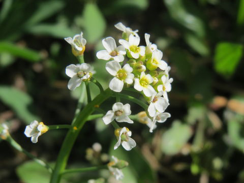 Flower-of-Field-penny-cress