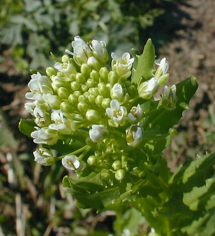 Flowers-and-flowering-buds-of-Field-penny-cress