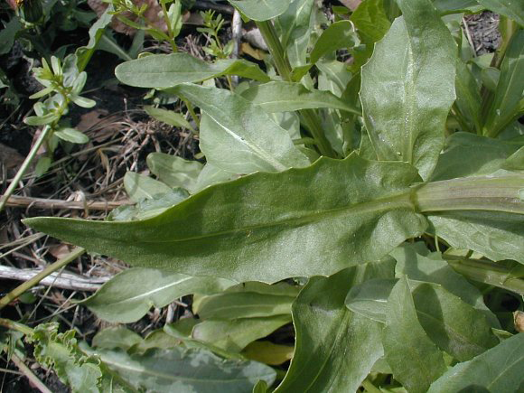Leaves-of-Field-penny-cress