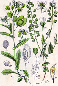 Plant-Illustration-of-Field-penny-cress