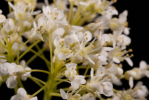 Closer-view-of-Field-penny-cress-flower