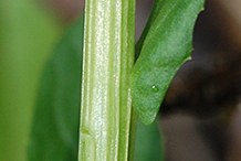 Closer-view-of-Field-penny-cress-stem