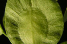 Closer-view-of-unripe-fruit-of-Field-penny-cress