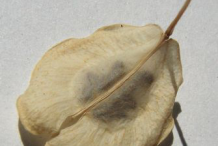 Dried-or-Ripe-fruit-of-Field-penny-cress
