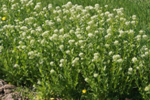 Field-Pennycress-growing-wild