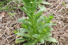 Field-penny-cress-plant
