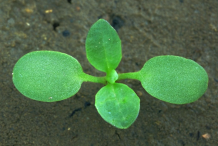 Field-penny-cress-seedlings