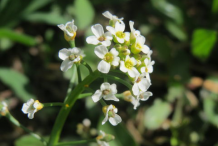 Flower-of-Field-penny-cress