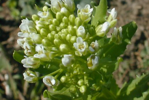 Flowers-and-flowering-buds-of-Field-penny-cress