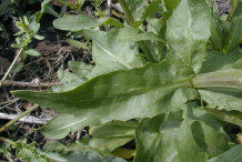 Leaves-of-Field-penny-cress