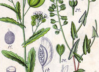 Plant-Illustration-of-Field-penny-cress