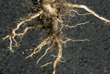 Root-of-Field-penny-cress