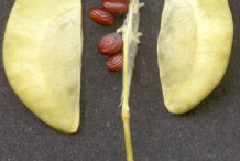Seed-pod-showing-dehiscence-of-Field-penny-cress