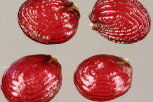 Seeds-of-Field-penny-cress