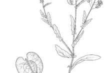 Sketch-of-Field-penny-cress