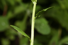 Stem-of-Field-penny-cress