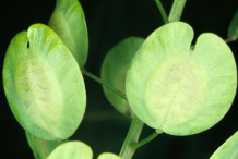 Unripe-fruit-of-Field-penny-cress