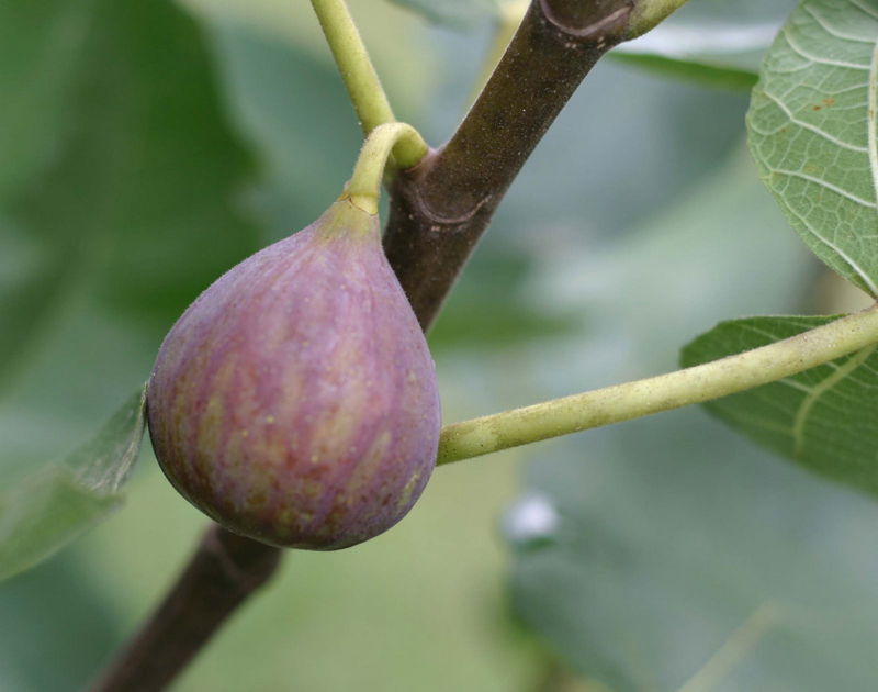 Fig-fruit