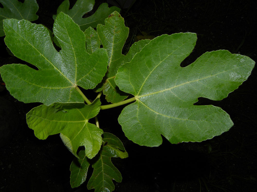 Fig-leaves