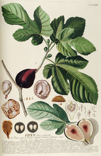Fig-plant-illustration