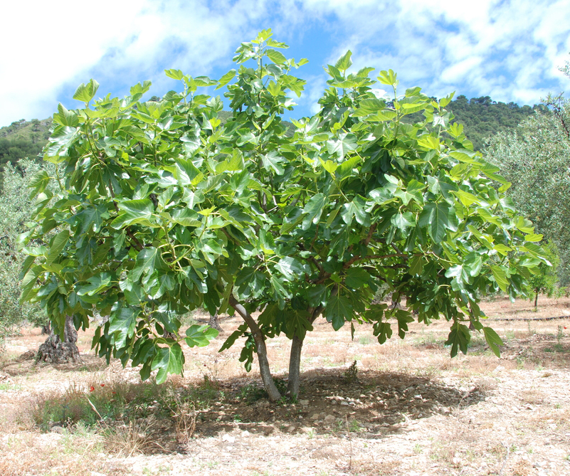Fig-tree
