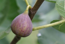 Fig-fruit