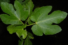 Fig-leaves